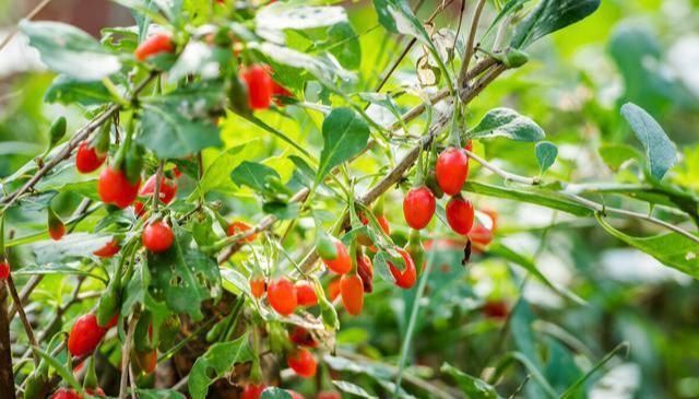 枸杞|孙思邈枸杞与它“天生一对”,连用7天,50岁也可壮如牛