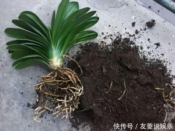 君子兰养了多年不见长，这3个问题是“病因”，赶紧解决吧