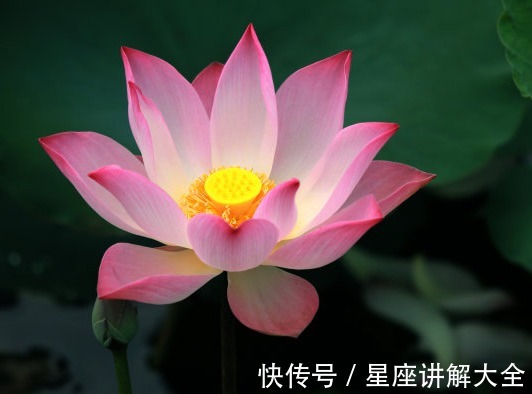 属相|步入9月中旬，4属相吉星照耀，桃花朵朵开，生活顺心如意