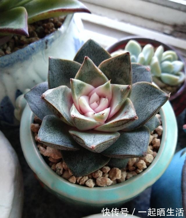 入秋后多肉如何变美,看看对比照来学习养护经验!