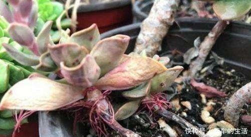 根部|多肉长出小胡须,这个“信号”不太好,老手这样处理多肉不受影响!