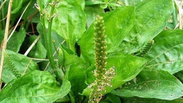 尿床|人们把这总植物称为“尿床草”,药用价值极高,但是却无人问津