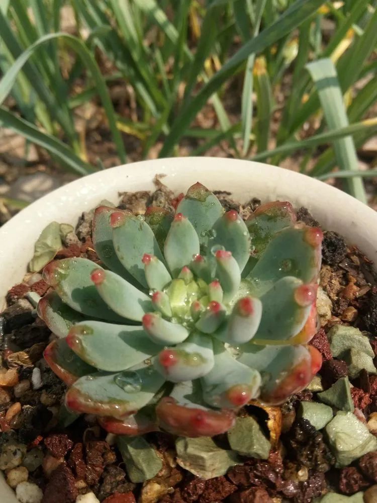 送瘟神,洒庭院,赏多肉,合家团聚话将来!