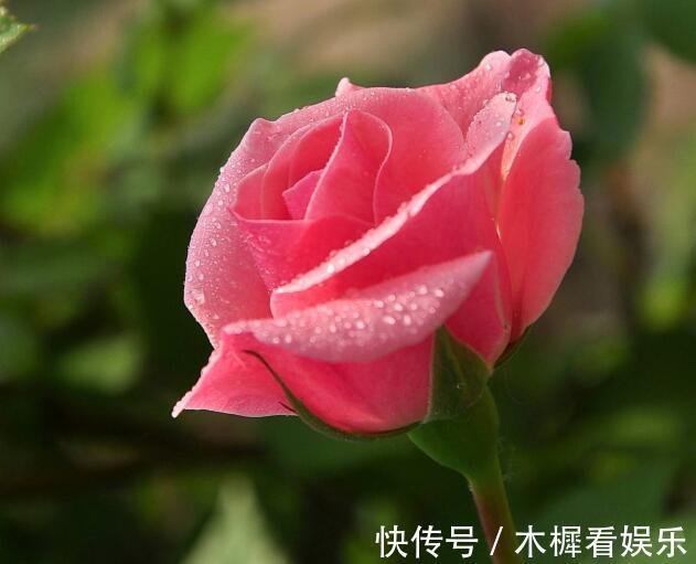 病因|月季得了根瘤病怎么办教你“4法”,找对病因,提早预防是关键