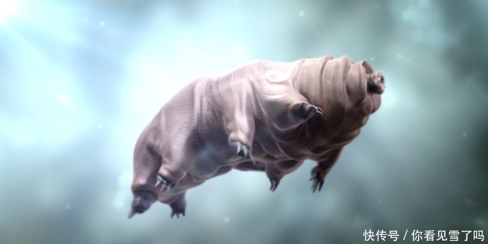 水熊虫:地球上的不死生物