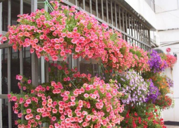 6种花是爆盆“能手”,开起花来拦不住,一养就上瘾!