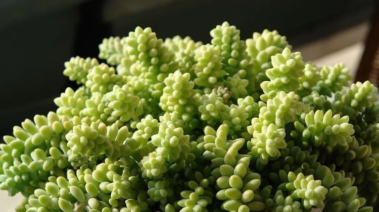 这种多肉吊起来养,所谓像一串串葡萄一样,美爆了