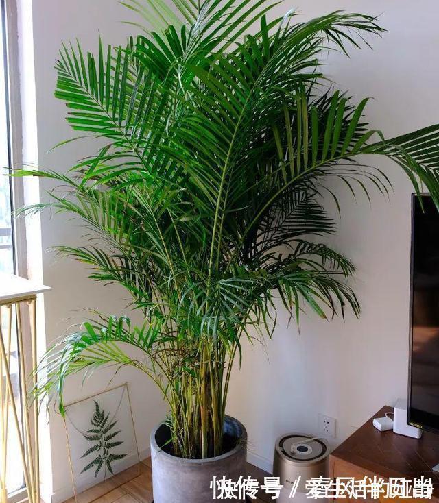 养花|聪明人客厅养花,首选“6种”盆栽,好养好看,家人身体越来越好