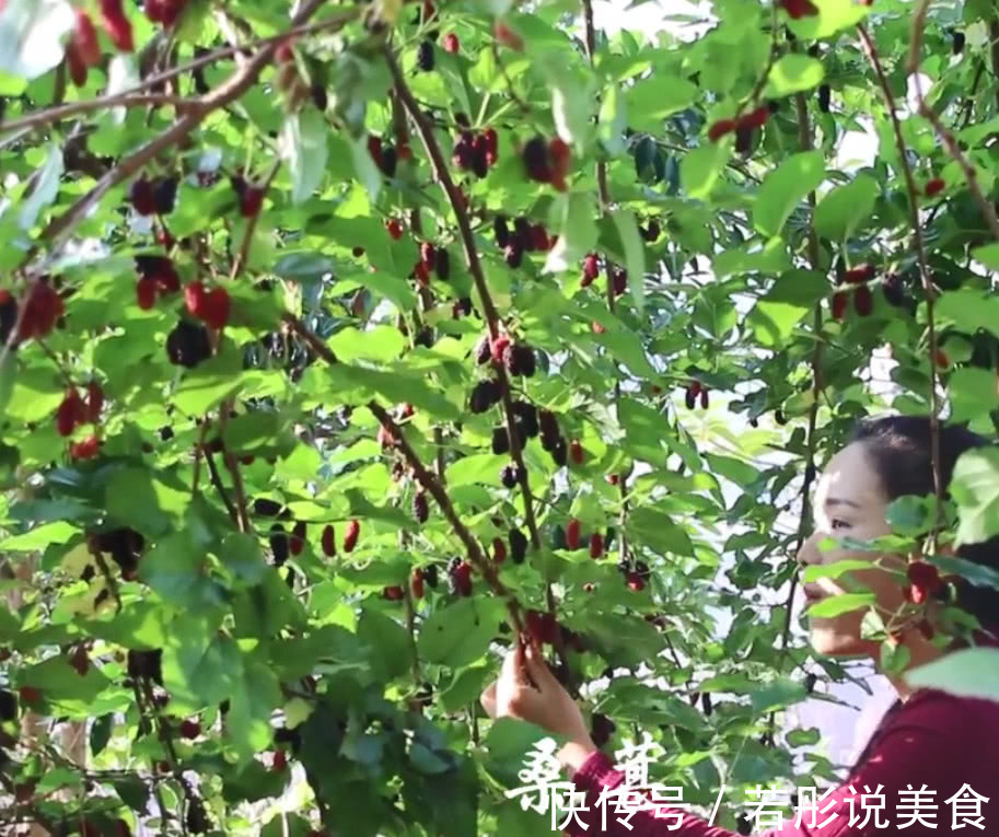 泡酒|深山树上挂满了黑色果实,曾是皇帝御用补品,用来泡酒滋补又美容