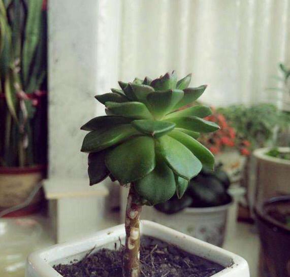 多肉叶片下翻怎么办2招就搞定,越长越壮,变成姿态优美的老桩