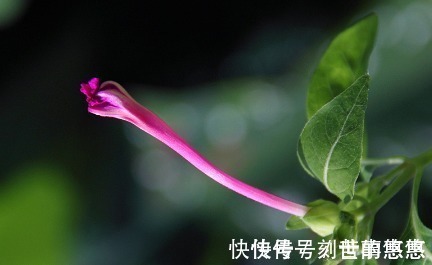 农村常见傍晚才开花，它的根茎叫“钻地老鼠”，煲汤好喝