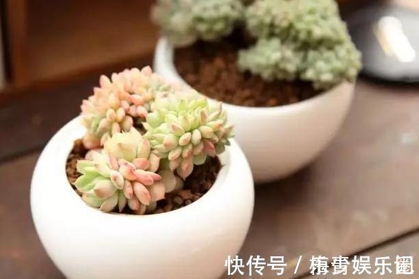 围栏|养多肉搭配什么样的花盆好?利用''碎花盆''造景,个个与众不同