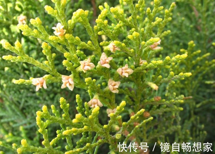 洗发水|农村里不花一分钱的树叶,既生发还能治白发,百元染发剂都比不上