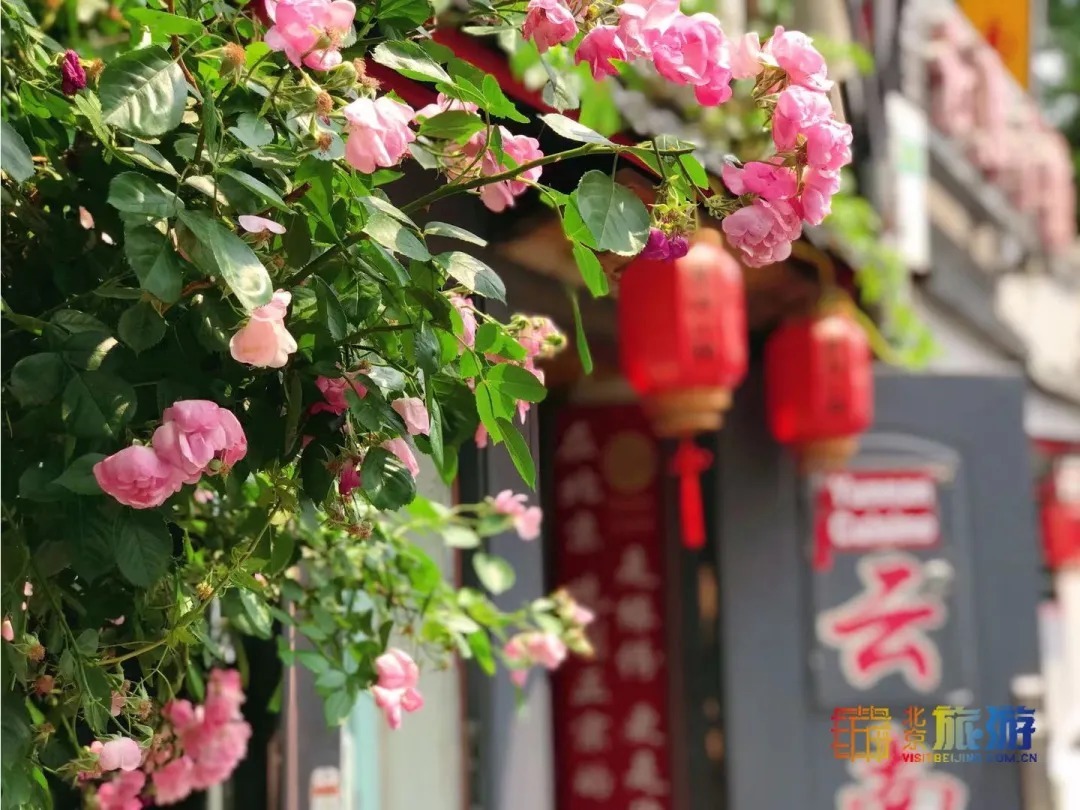 花瀑|太迷人了！又闻清脆鸽哨声，邂逅夏日蔷薇花瀑，寻北京胡同恬静之美!