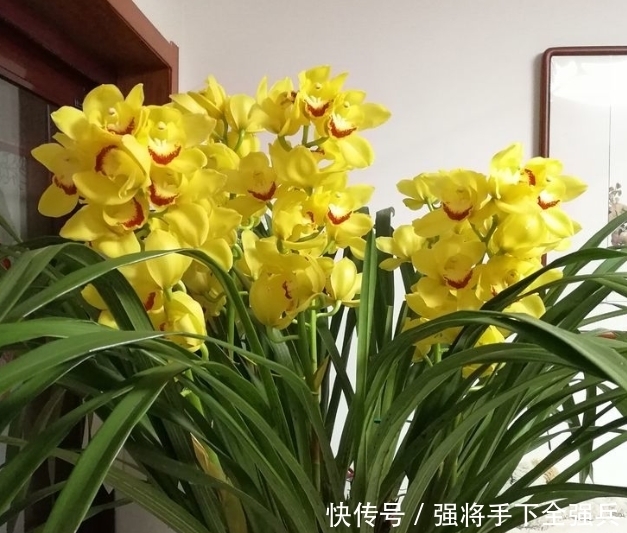  高贵|喜欢养花，不如养盆精品花卉伊芙飞溅，花开红艳，佳韵高贵！