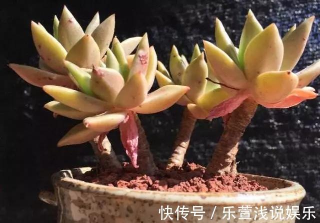 老桩多肉该怎么换盆？2种方法“保活”，叫你心血不再白费