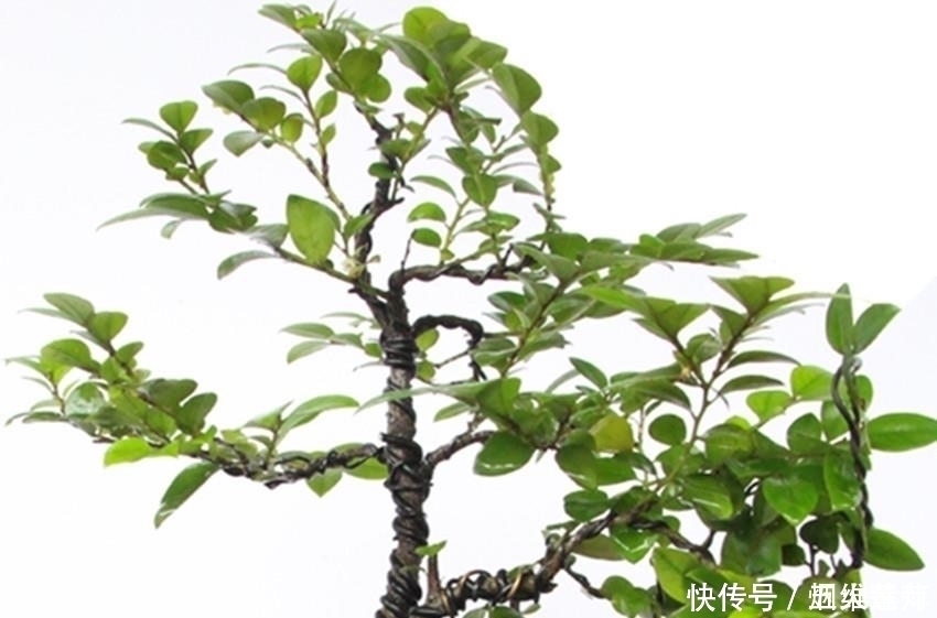 此花自古以来就是帝王之木,镇宅之宝,有钱人都养它