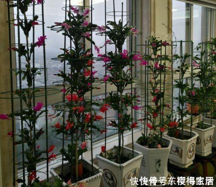 阳台上|养花不需品种多,4种花任选一种,开花整齐又好养,阳台犹如花海