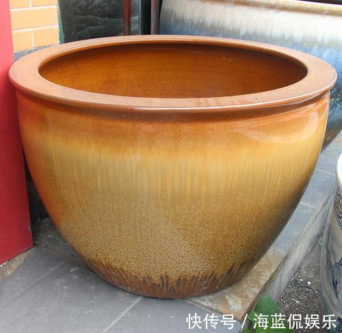 功夫|王阿姨找个大缸开始养藕,几天功夫长出叶片,放点小鱼观赏性强
