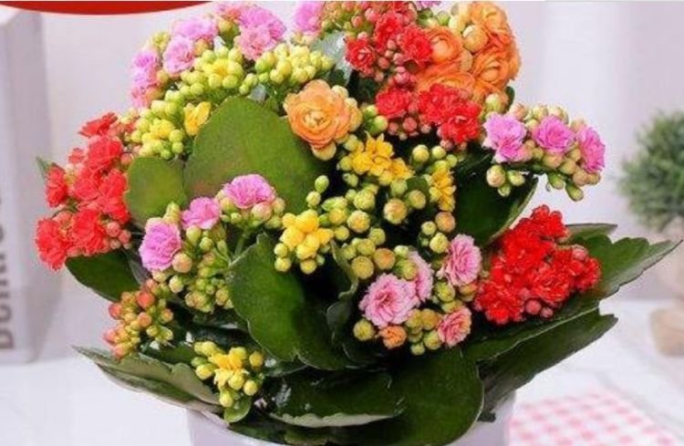 夏天养此款花卉,春风吹开花旺,花色繁多易爆盆,娇艳欲滴