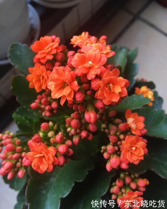 做好这4点,1-12月都可以赏到长寿花