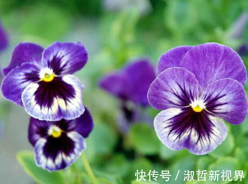 三色堇|沾土就活的“5种花”，适合新手养，夏天轻松爆，阳台满光彩