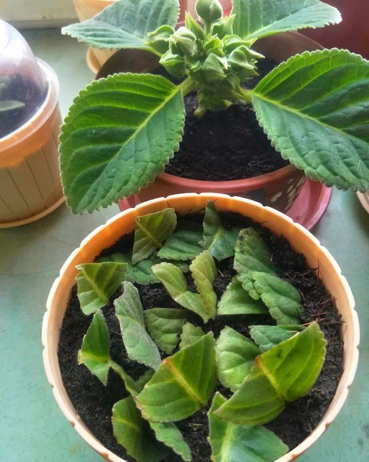 5种“洋气”花,趁着“天冷”快扦插,生根快,开花早,真省钱