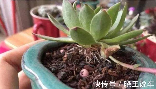 多肉长了这么多胡须,可能这是多肉在求救