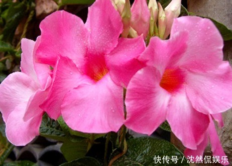 三角梅|适合懒人养的几朵花,比三角梅还能开花,花期养护超简单