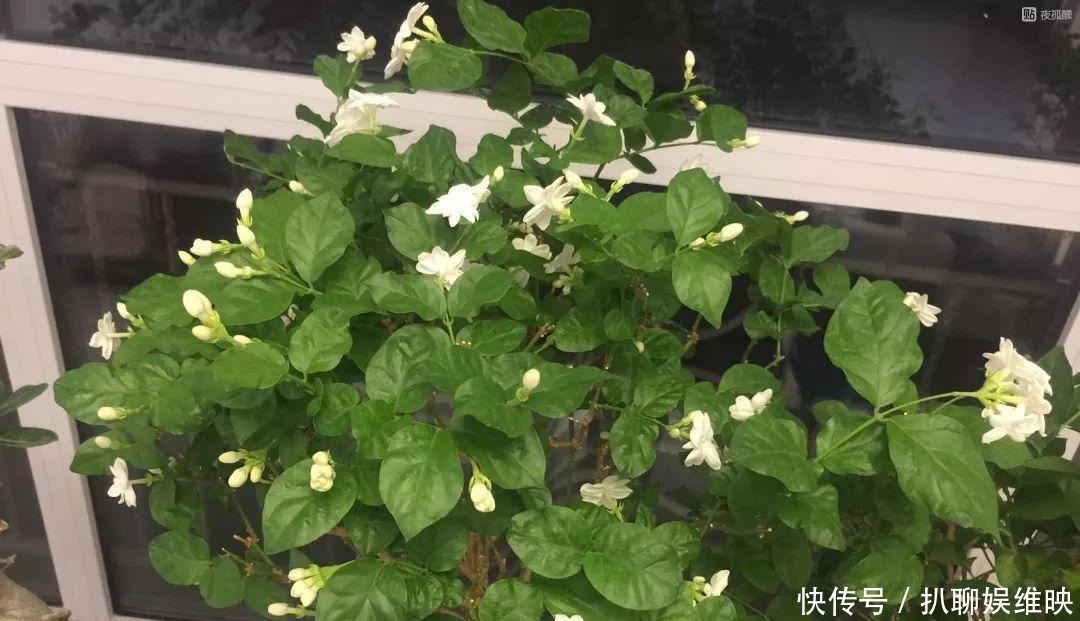 扦插|多肉扦插不用土,胶囊板一套,3天就能冒白根!