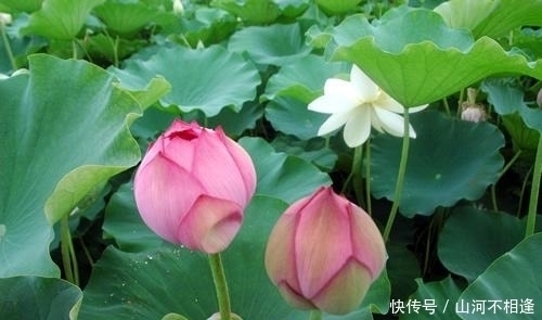 荷花图|千古绝对 上联“半醉半醒过半夜”下联成为绝唱!