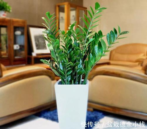 5种小盆栽花卉,种在小盆里,浇水懒一些,越长越漂亮!