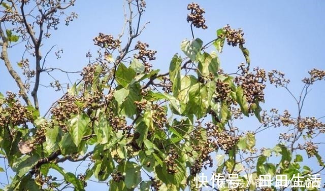 鸡爪梨|李时珍说它“去膈上热,润五脏”,长在路边无人识,可惜了