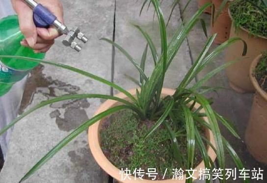 天热浇花要谨慎：别光用自来水，换上它们补水添营养、预防烂根