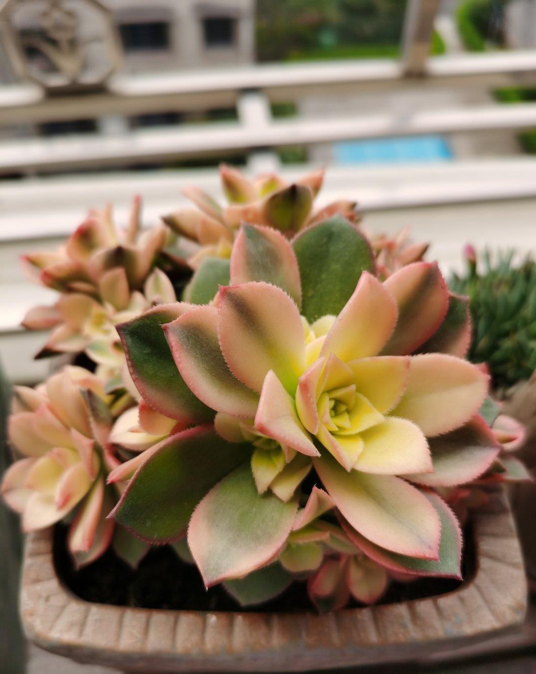 多肉淋雨有益处,做好“三攻略”,遇水疯长,梅雨季节也不糟心