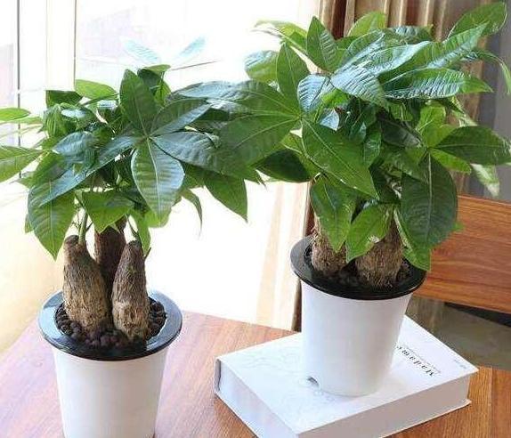 养观叶植物发财树,盆栽打蔫、没精神还生长迟缓该怎么办