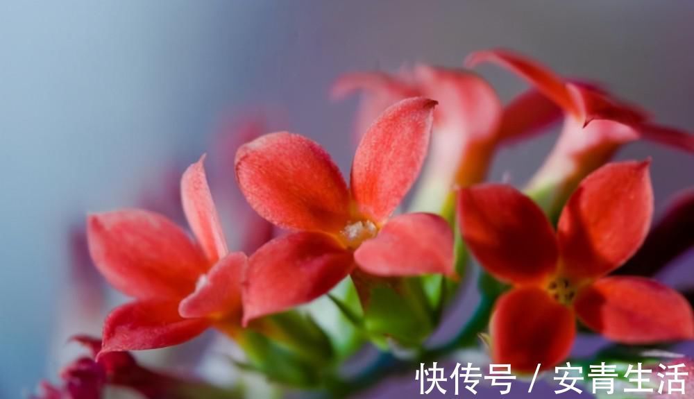 长寿花的品种越来越多,老单红却被淘汰,开花红艳为何不招人喜欢