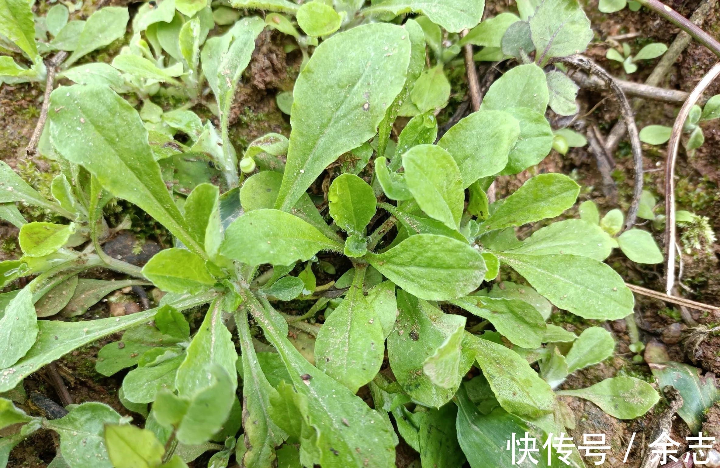 益母草|农村常见的8种新鲜草药，看看你见过多少种？