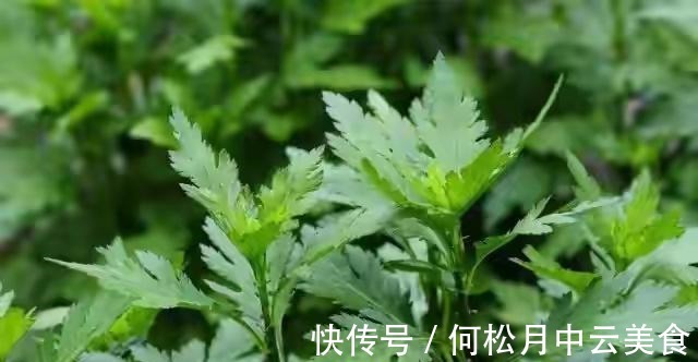 江南人|60种常见野菜,高清大图,收集全了真不容易!