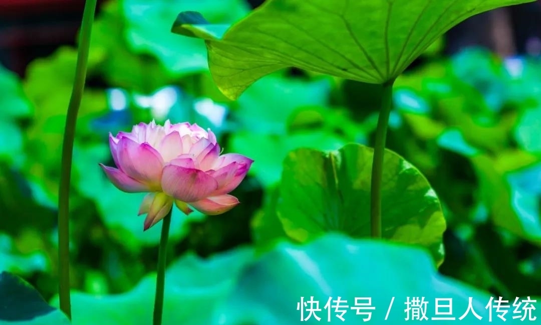 中国十大名花，谁排名第一？