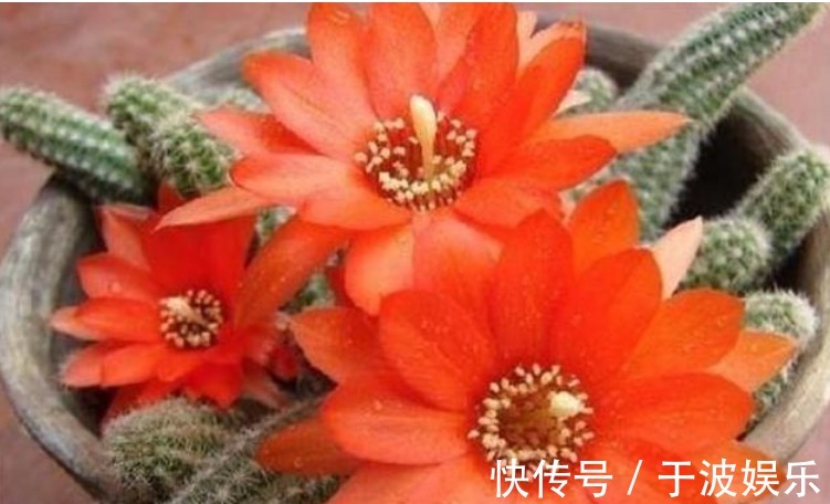 角堇|夏天养此款花卉,长势好、花色艳,雍容华贵,养护简单