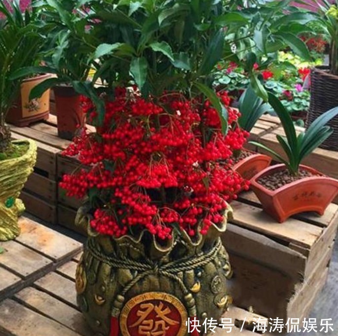 桂花桂花|自带“富贵”的3种花，旺宅、招财富贵来，聪明人都在养，好运来