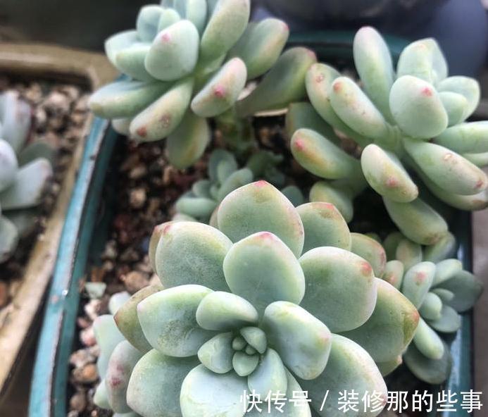 粉蚧虫，肉友最痛恨的虫子，多肉防虫要无时无刻