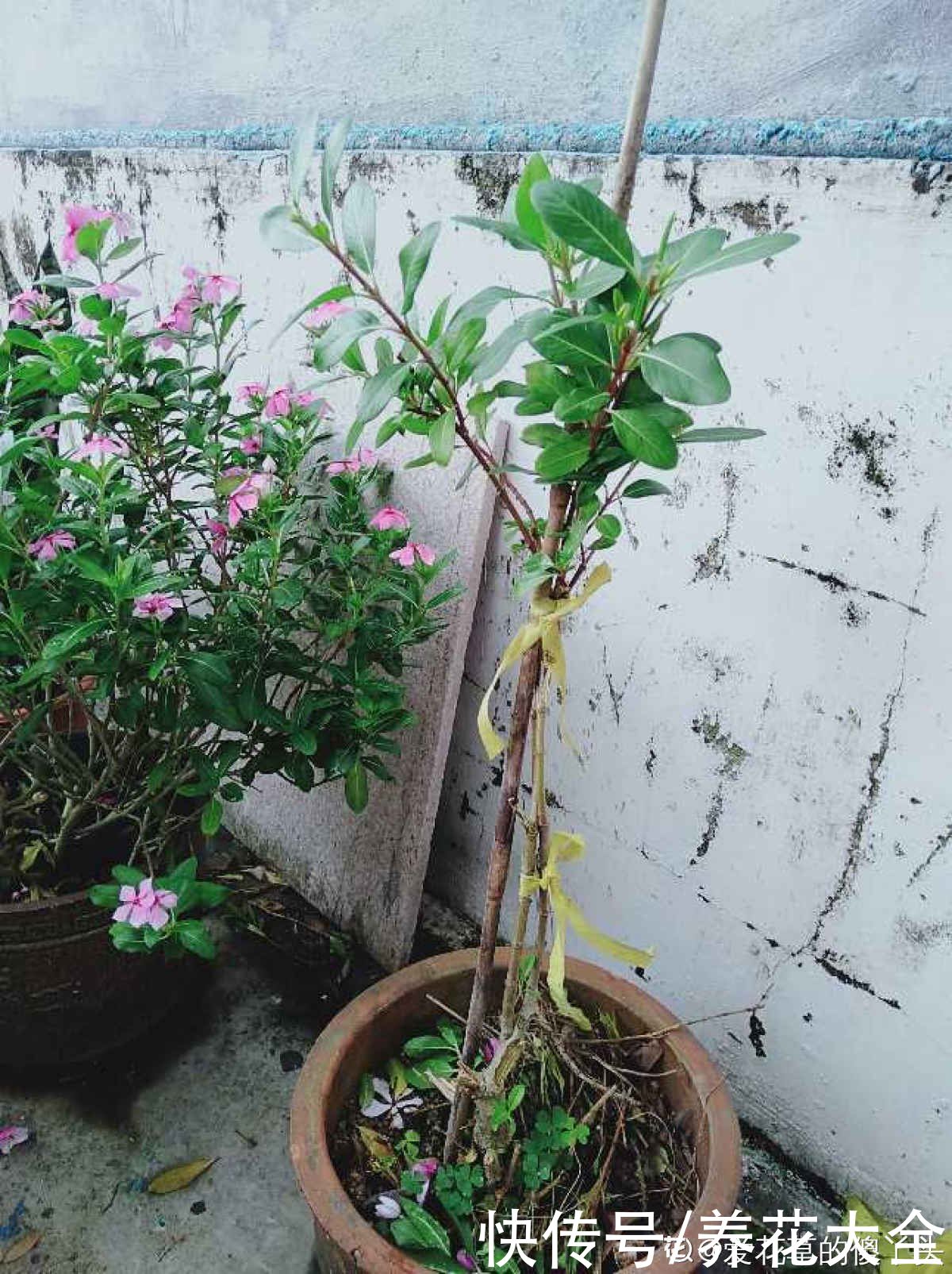 一种花名叫“天天开”，修剪一下，还能长成小花树