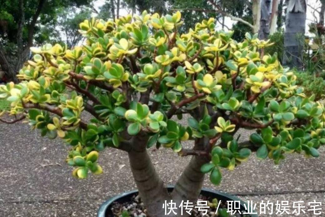 不易“养死”的13种花,独特有格调,好养又漂亮,新手养花首选