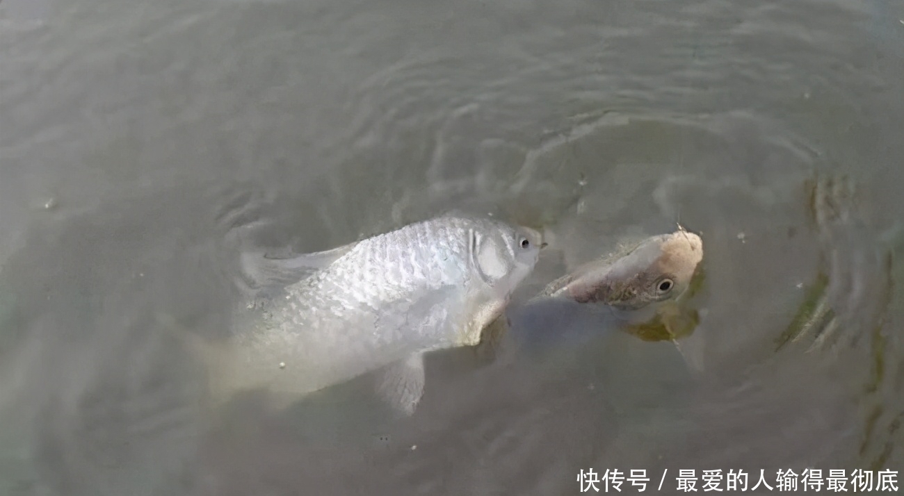 钓春鲫,判断鲫鱼是不是已经离底了,看这两个迹象就足够了