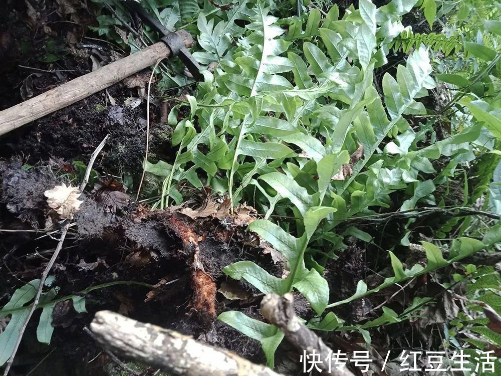 一种生姜，石头缝里才有，看到别随意挖，它是珍贵的“骨碎补”