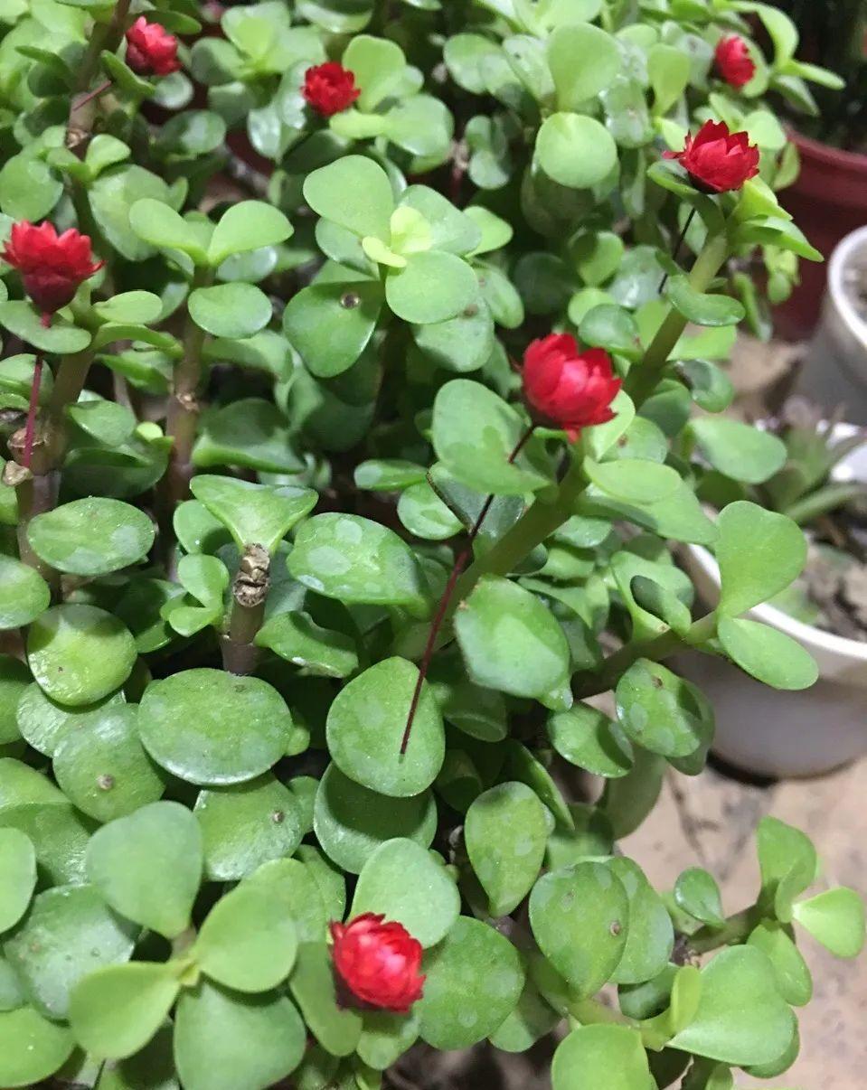 金枝玉叶开花了,真花长这样,很多人没见过