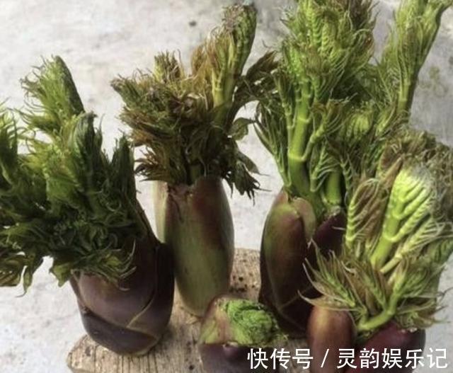 “1种杂草”曾被当柴烧,殊不知是“盆景树”,养2年,1盆值100