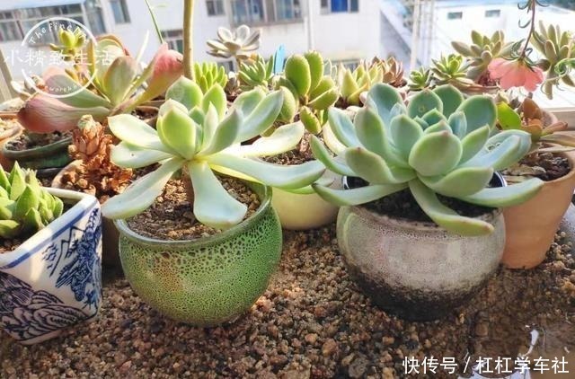 肉友们|养多肉要会控水,注意6点,1个小技巧,肉肉不用施肥也很胖!